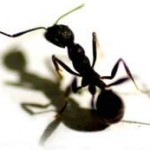 pest-ant pest-ant