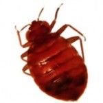 pest-ant pest-bedbug
