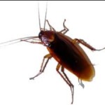 pest-cockroach pest-cockroach