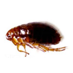 pest-flea-150 pest-flea-150