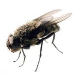 pest-cluster-fly pest-cluster-fly