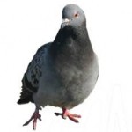 pest-pigeon pest-pigeon