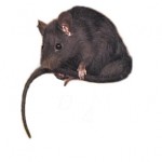 pest-rat pest-rat