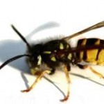 pest-wasp pest-wasp