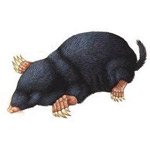 pest mole pest mole