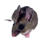 Pest Mouse Pest Mouse