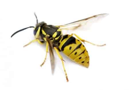 wasp control wasp control