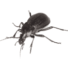 Beetle pest control