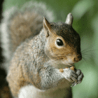 Squirrel control