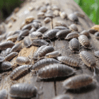 Woodlice control