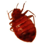 bedbug pest control