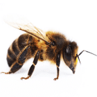 bee control 140 bee control