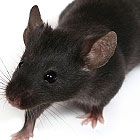 mouse control mouse control